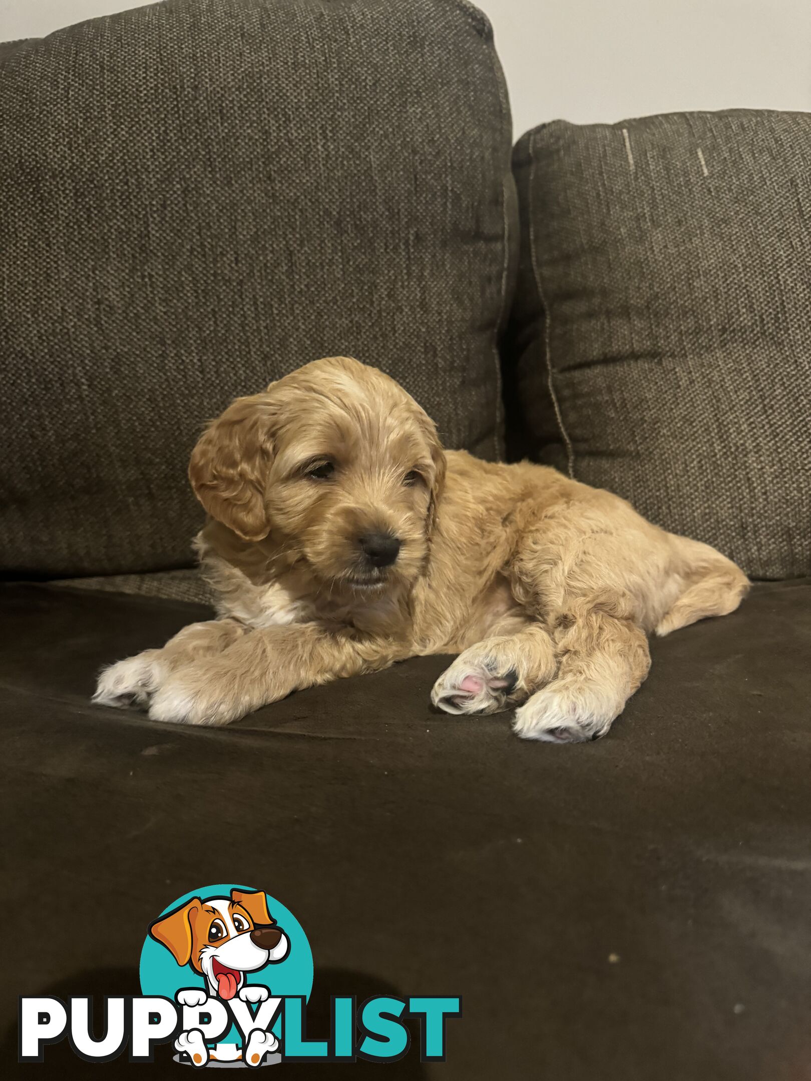 Gorgeous Medium Groodle. great temperament, DNA clear, ready 21/7.