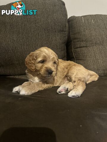 Gorgeous Medium Groodle. great temperament, DNA clear, ready 21/7.