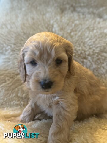 Gorgeous Medium Groodle. great temperament, DNA clear, ready 21/7.