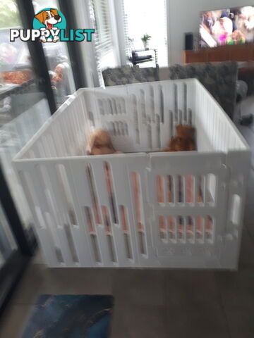 Baby Playpen