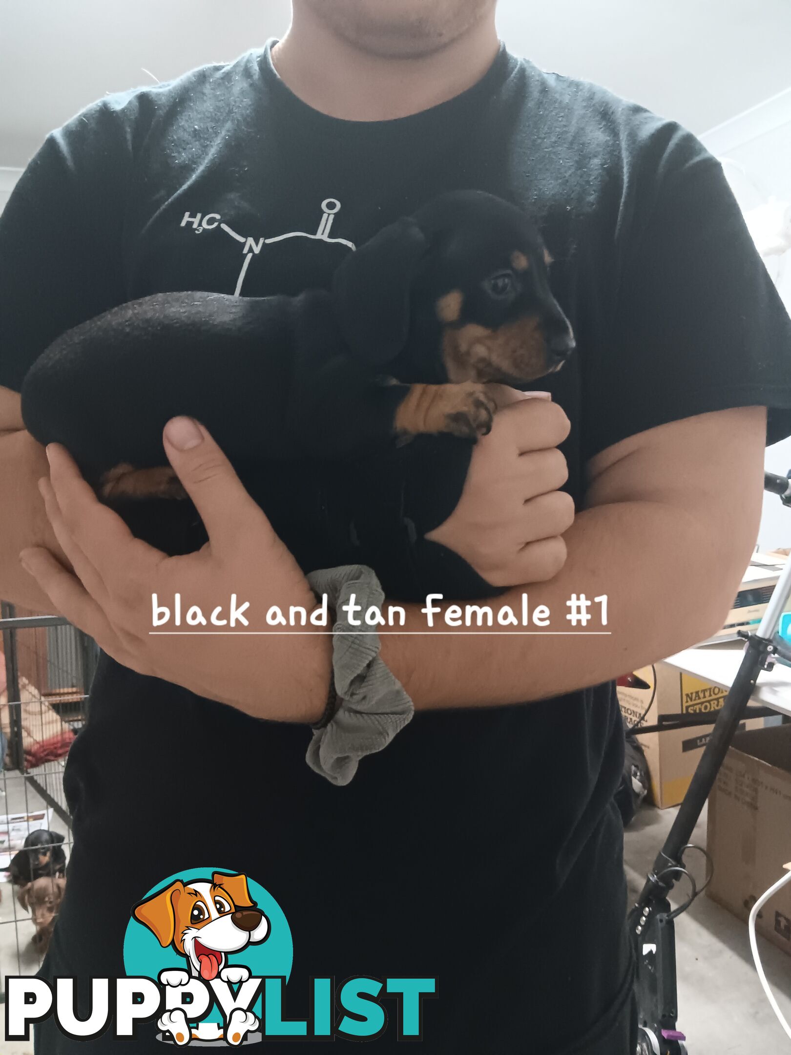 Miniature Daschund Puppies