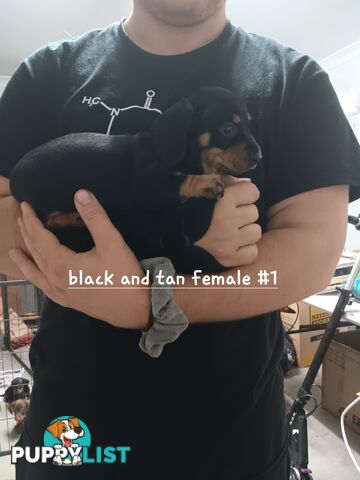 Miniature Daschund Puppies