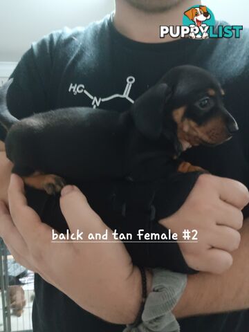 Miniature Daschund Puppies