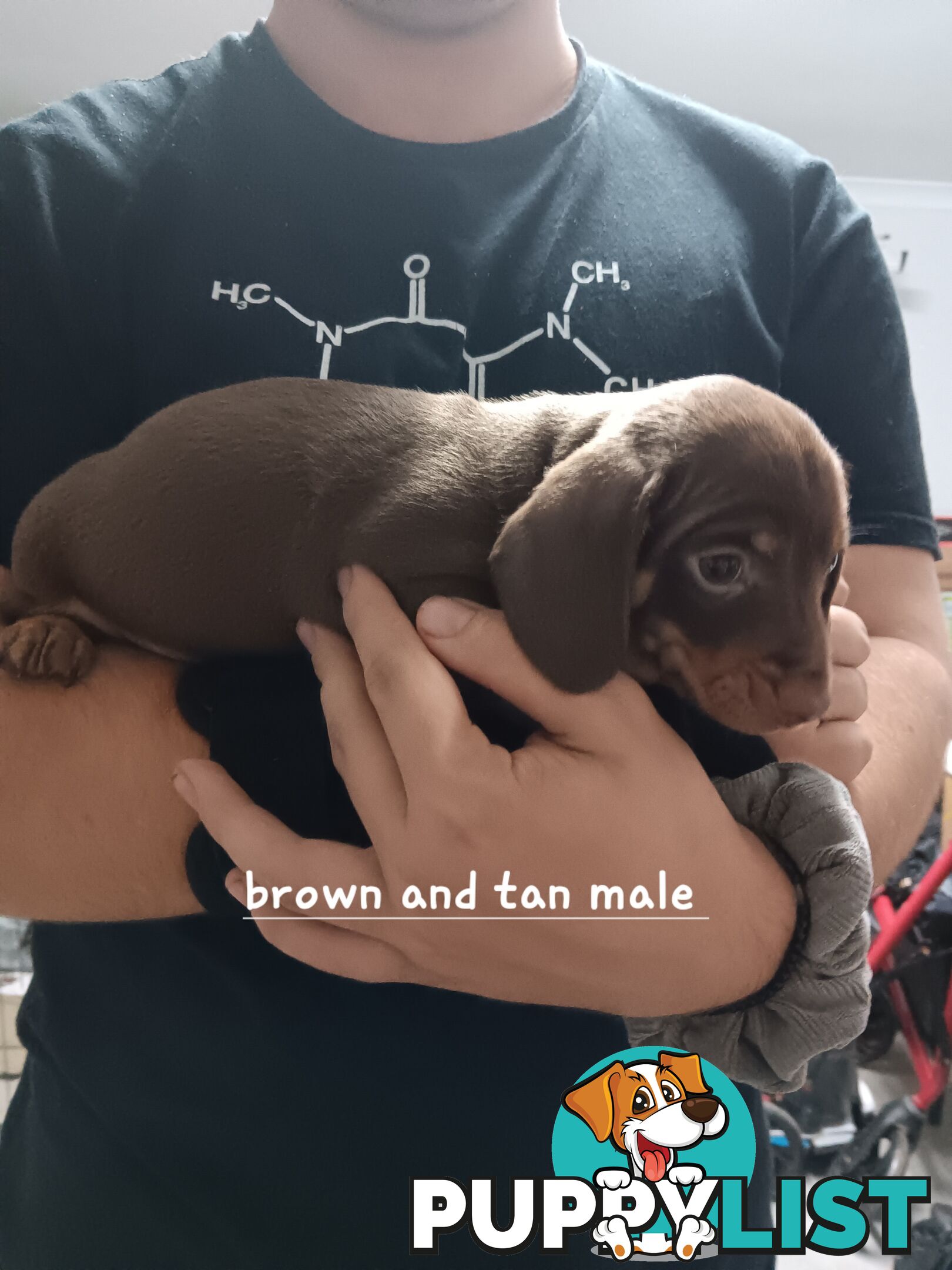 Miniature Daschund Puppies