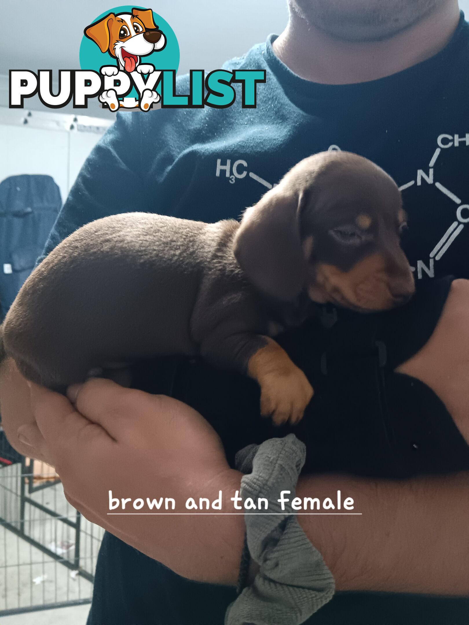 Miniature Daschund Puppies