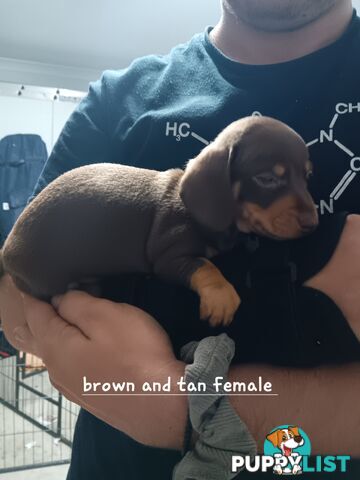 Miniature Daschund Puppies