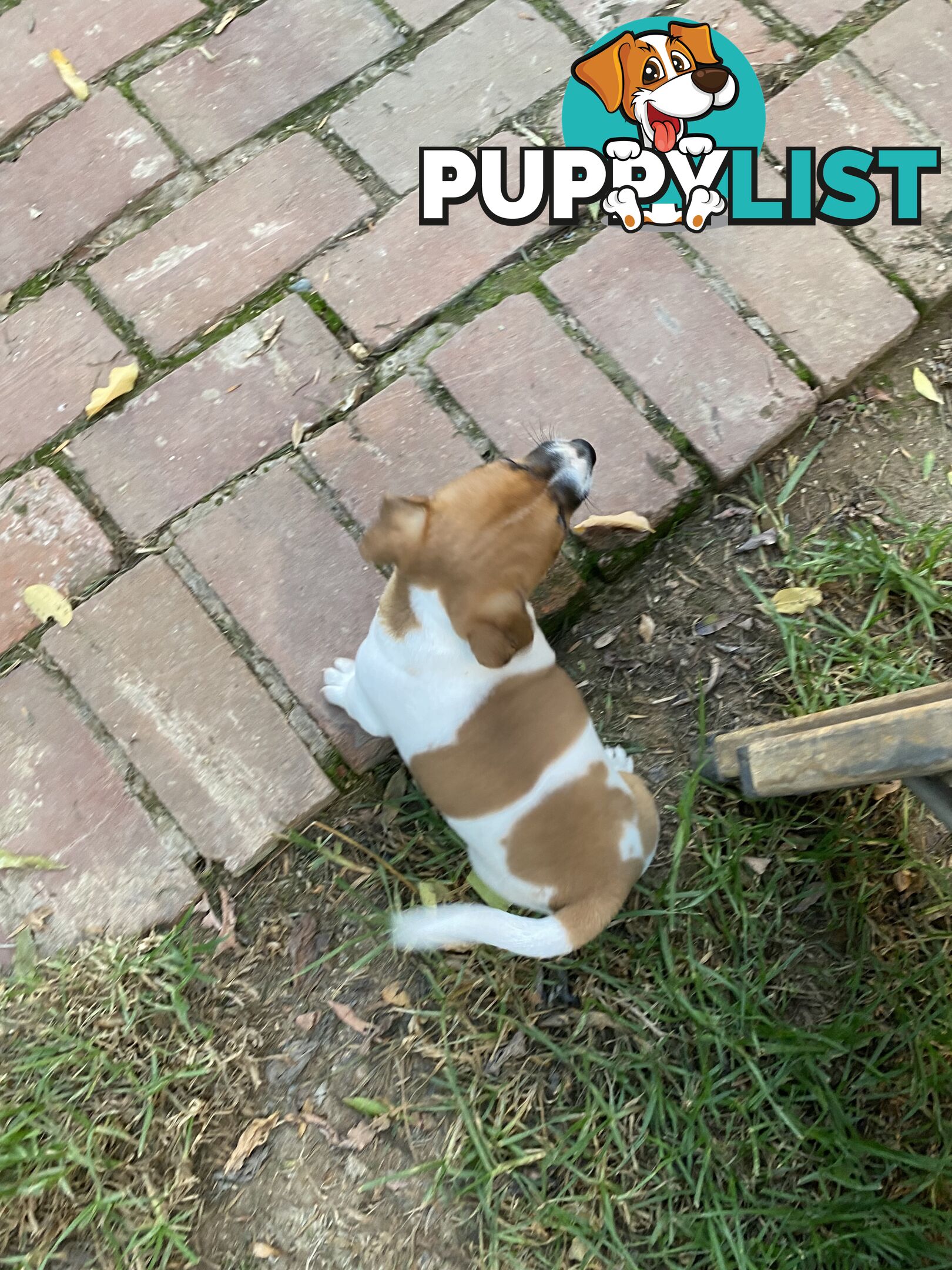 Jack Russell puppies