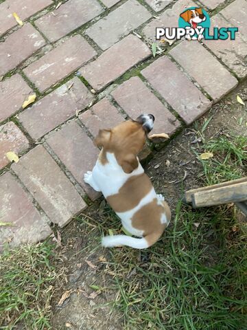 Jack Russell puppies