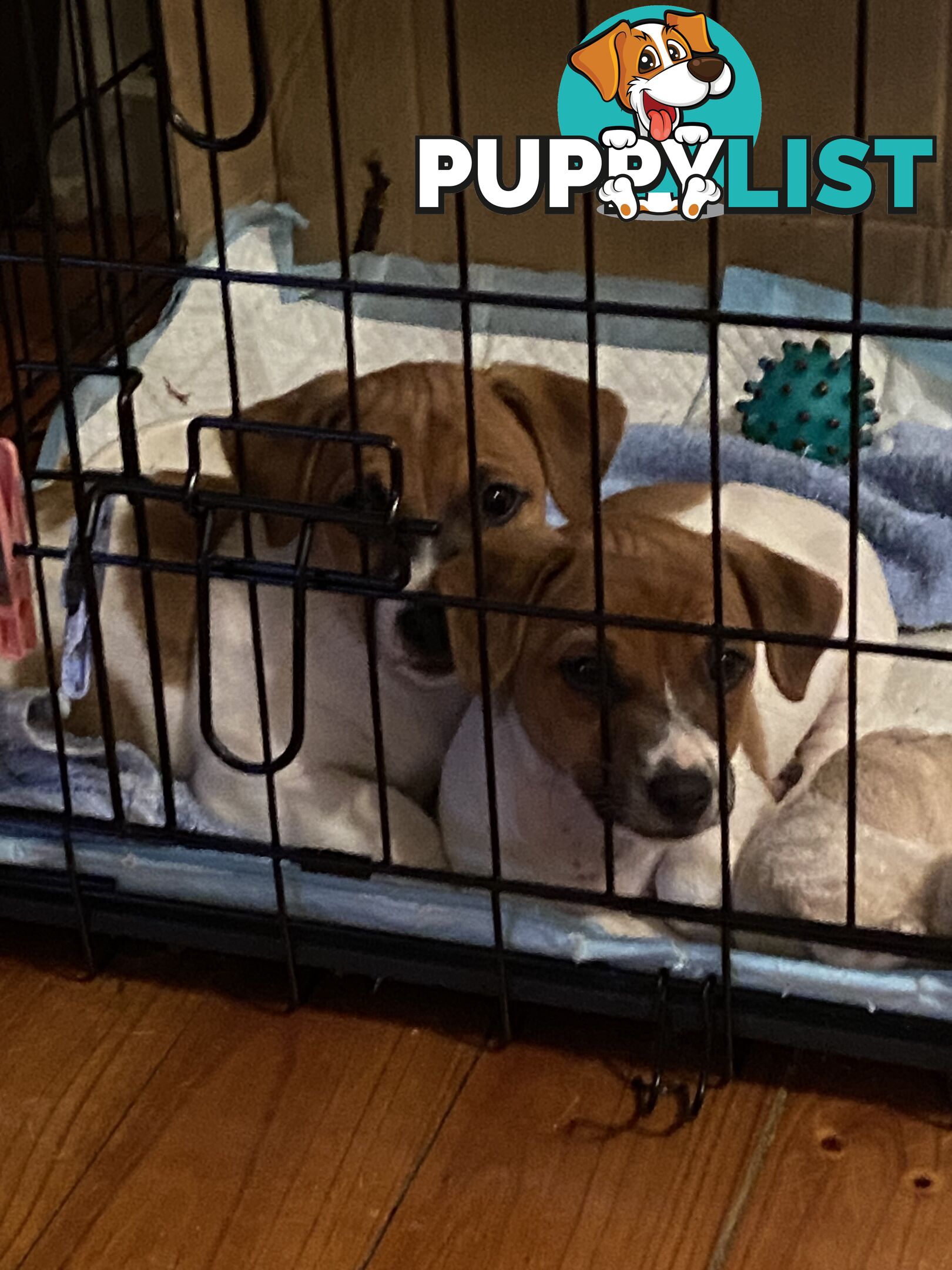 Jack Russell puppies