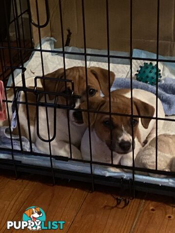 Jack Russell puppies