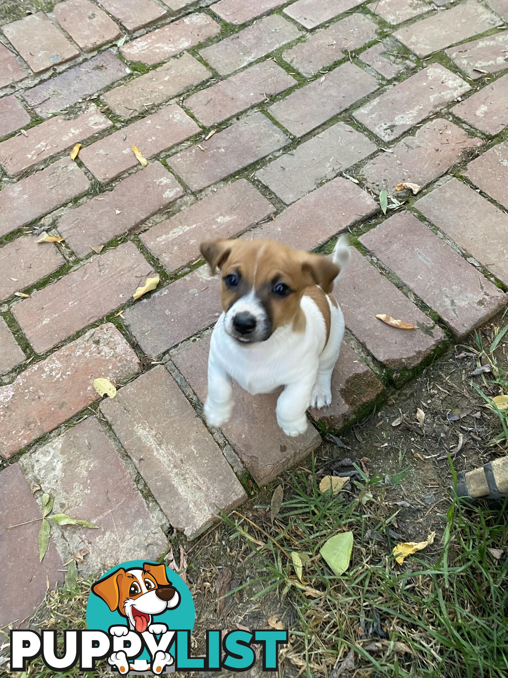 Jack Russell puppies