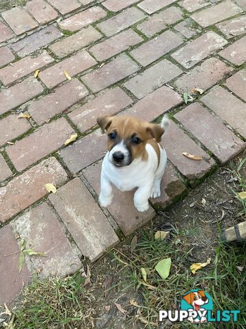 Jack Russell puppies