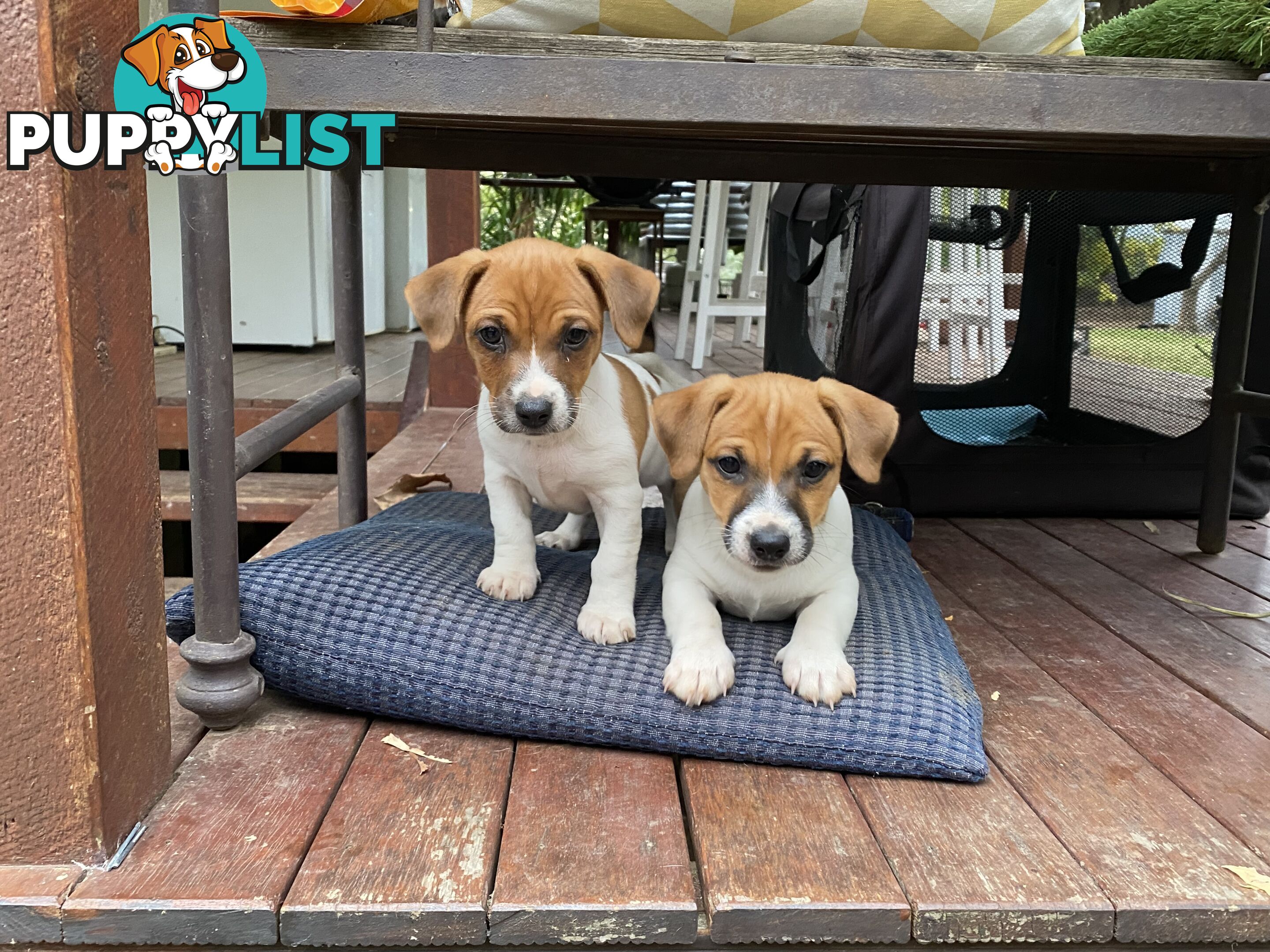 Jack Russell puppies