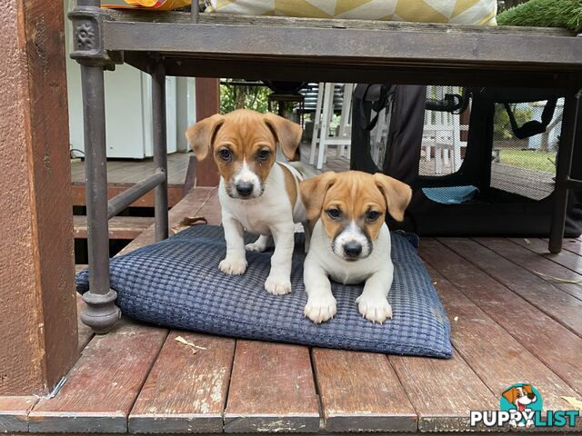Jack Russell puppies