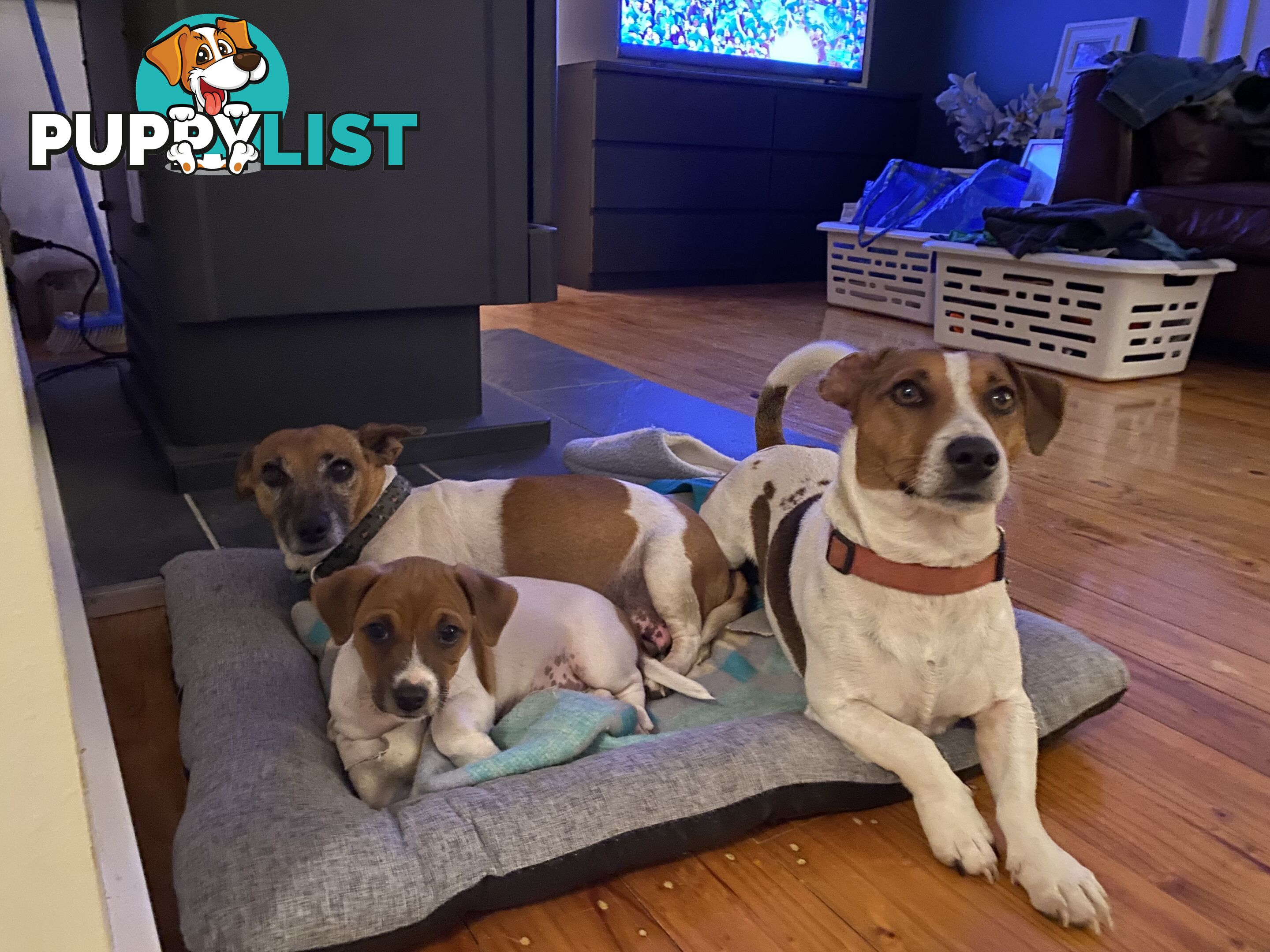 Jack Russell puppies