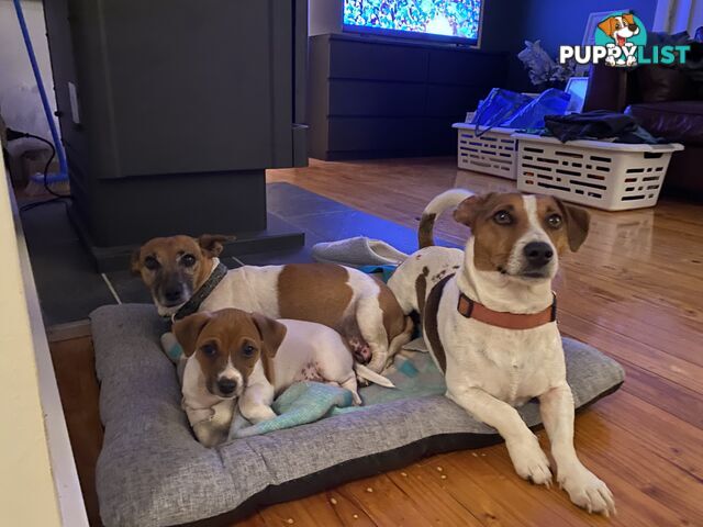 Jack Russell puppies
