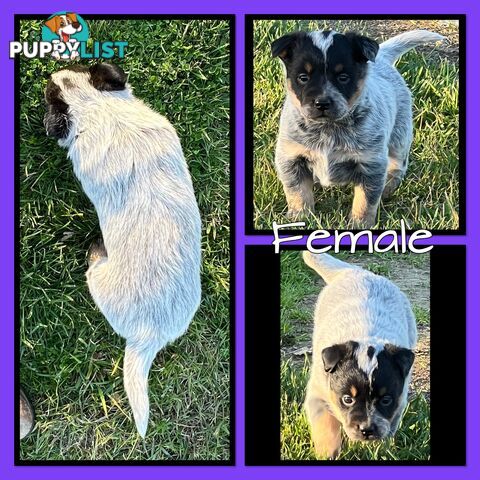 Australian Cattle Dog (Blue Heeler) female pup for sale. $500