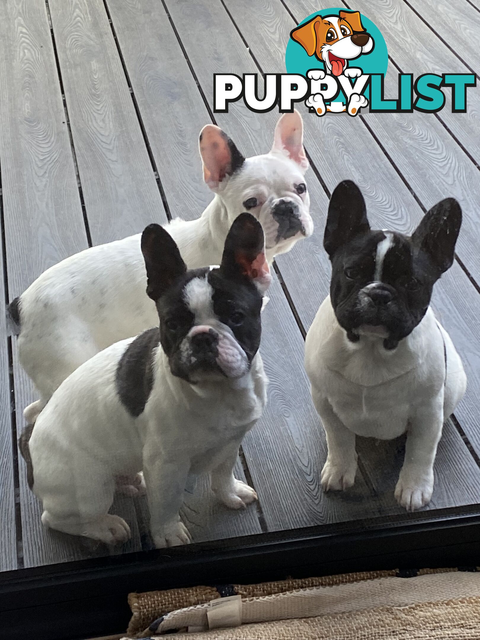 Selling 3 Purebred French Bulldog Puppies