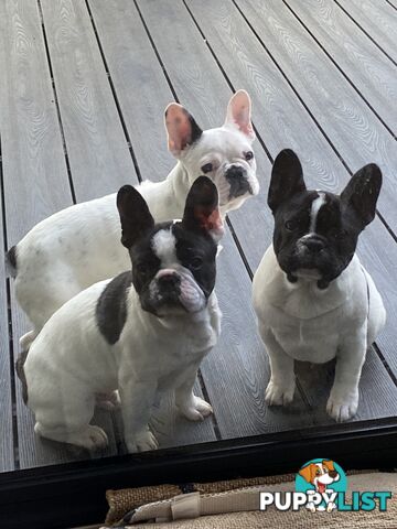 Selling 3 Purebred French Bulldog Puppies