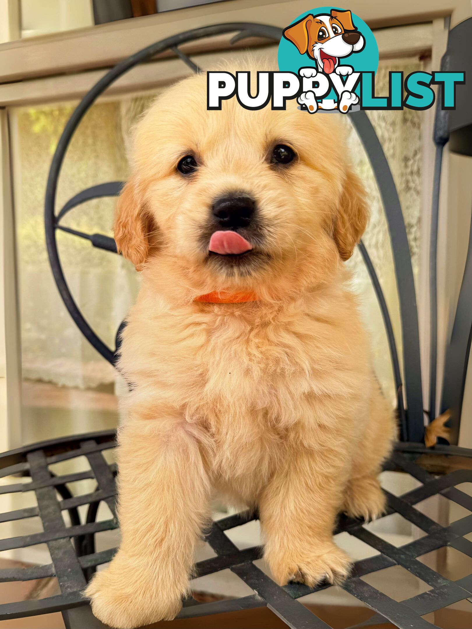 Golden Retriever Puppies (Purebred DNA Tested)