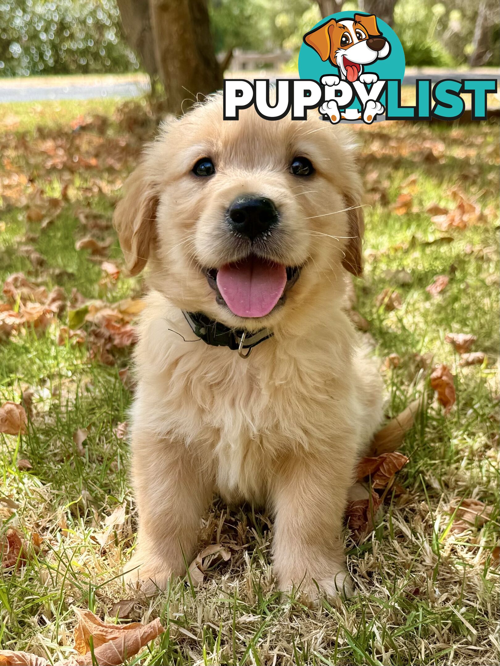 Golden Retriever Puppies (Purebred DNA Tested)