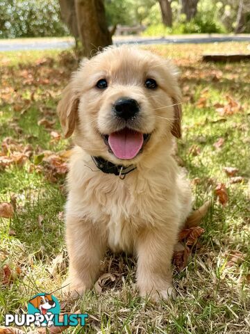 Golden Retriever Puppies (Purebred DNA Tested)