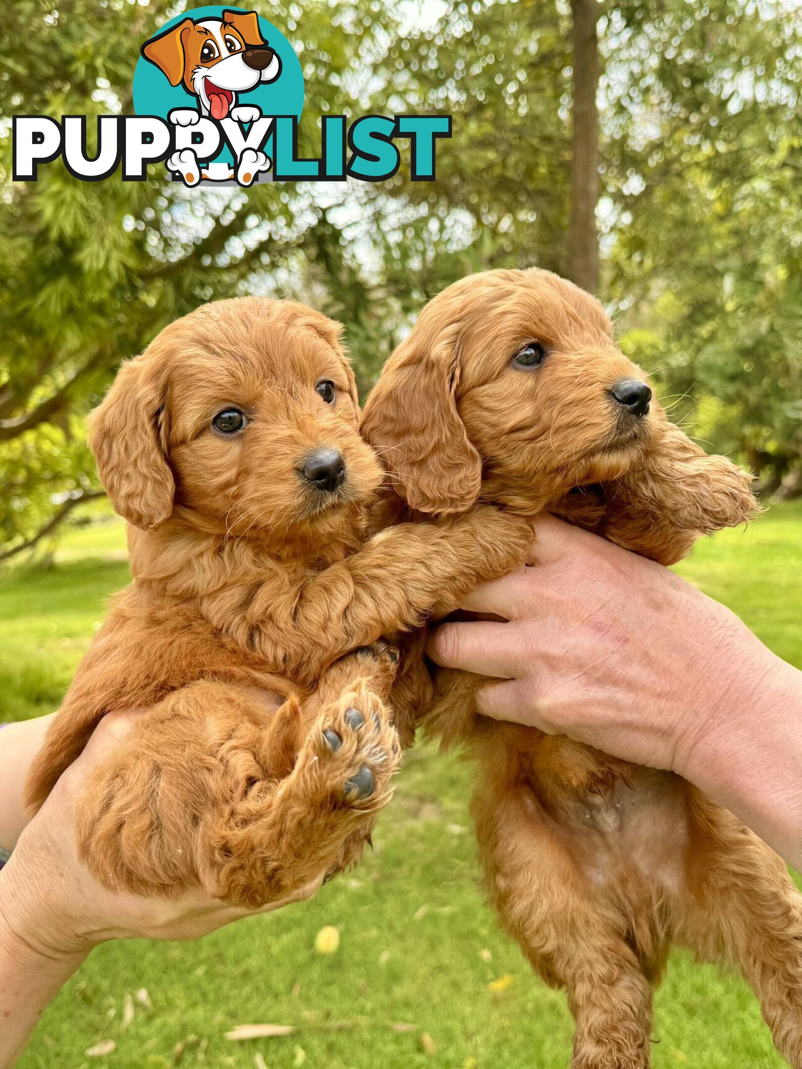 Groodle (Mini size) puppies