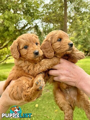 Groodle (Mini size) puppies