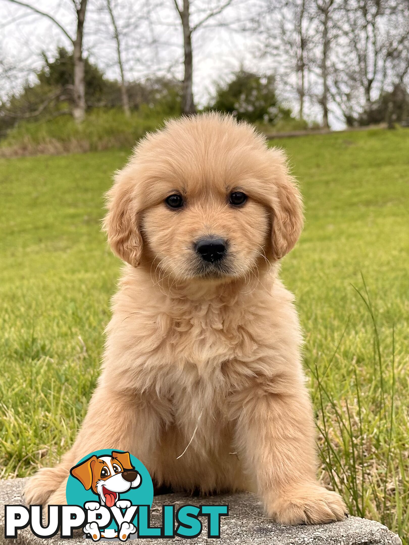 Golden Retriever Puppies (Purebred DNA Tested)