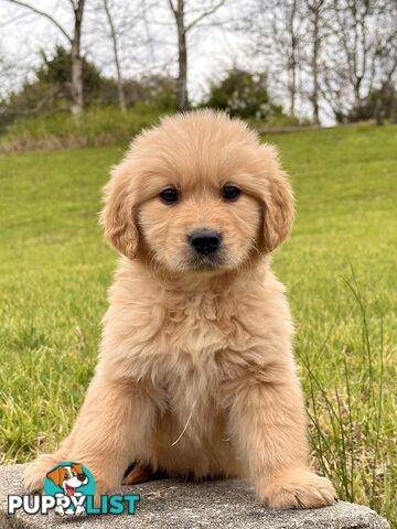 Golden Retriever Puppies (Purebred DNA Tested)