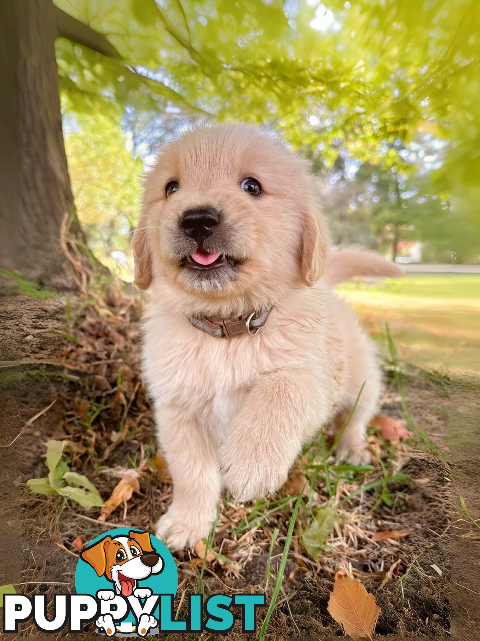 Golden Retriever Puppies (Purebred DNA Tested)