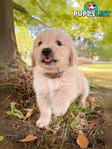 Golden Retriever Puppies (Purebred DNA Tested)