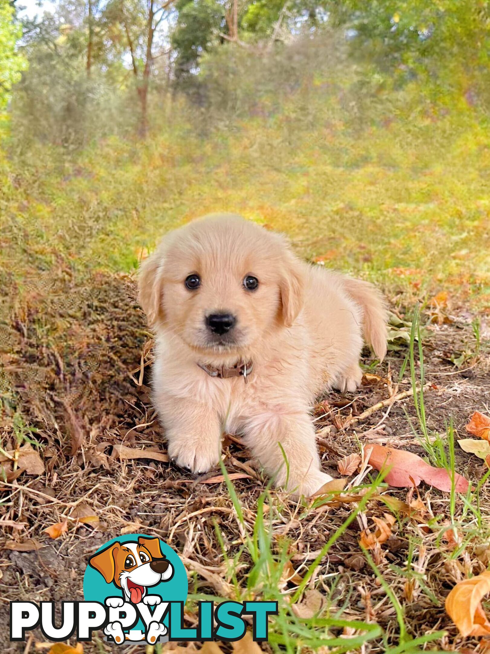 Golden Retriever Puppies (Purebred DNA Tested)