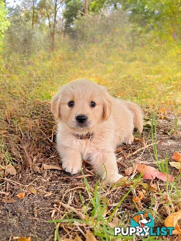 Golden Retriever Puppies (Purebred DNA Tested)