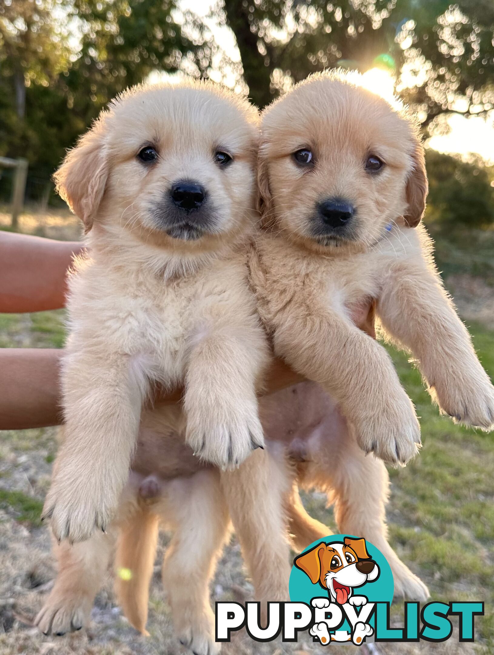 Golden Retriever Puppies (Purebred DNA Tested)