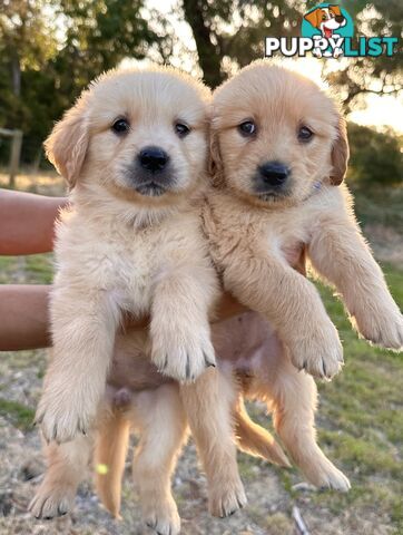 Golden Retriever Puppies (Purebred DNA Tested)