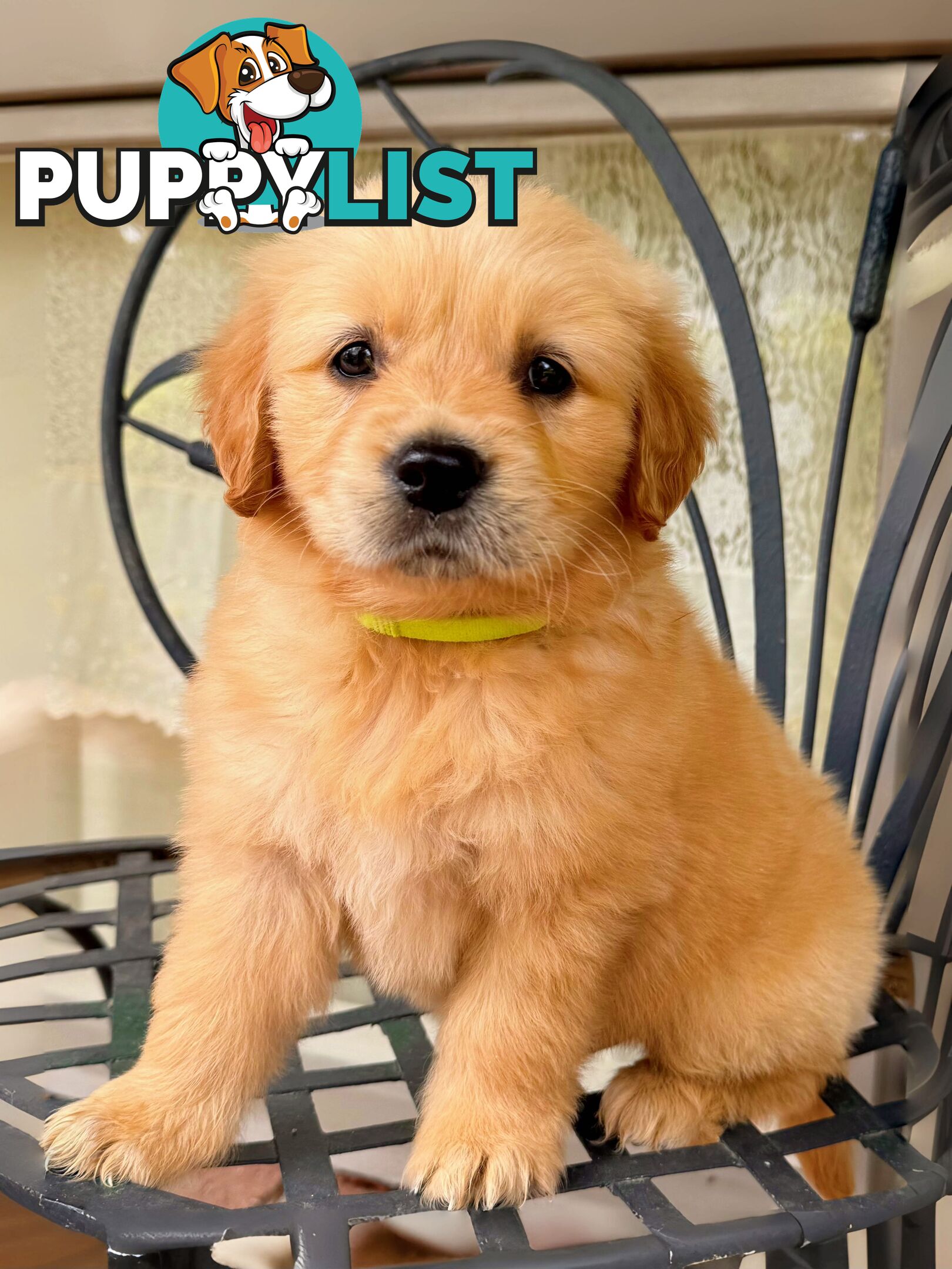 Golden Retriever Puppies (Purebred DNA Tested)