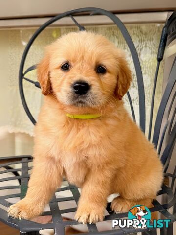 Golden Retriever Puppies (Purebred DNA Tested)