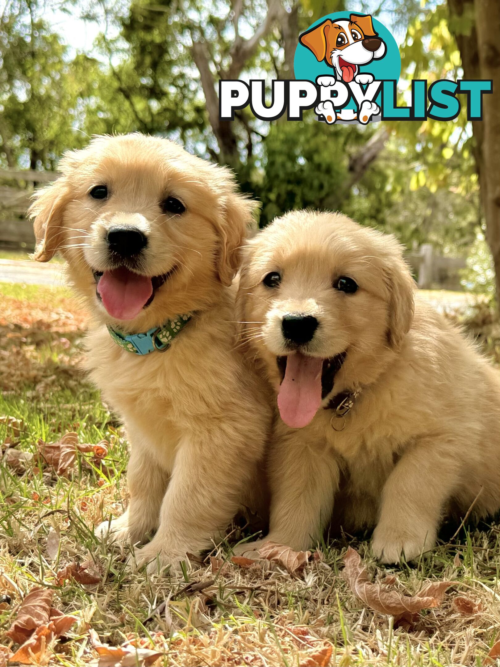 Golden Retriever Puppies (Purebred DNA Tested)