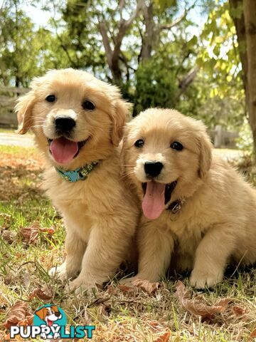 Golden Retriever Puppies (Purebred DNA Tested)