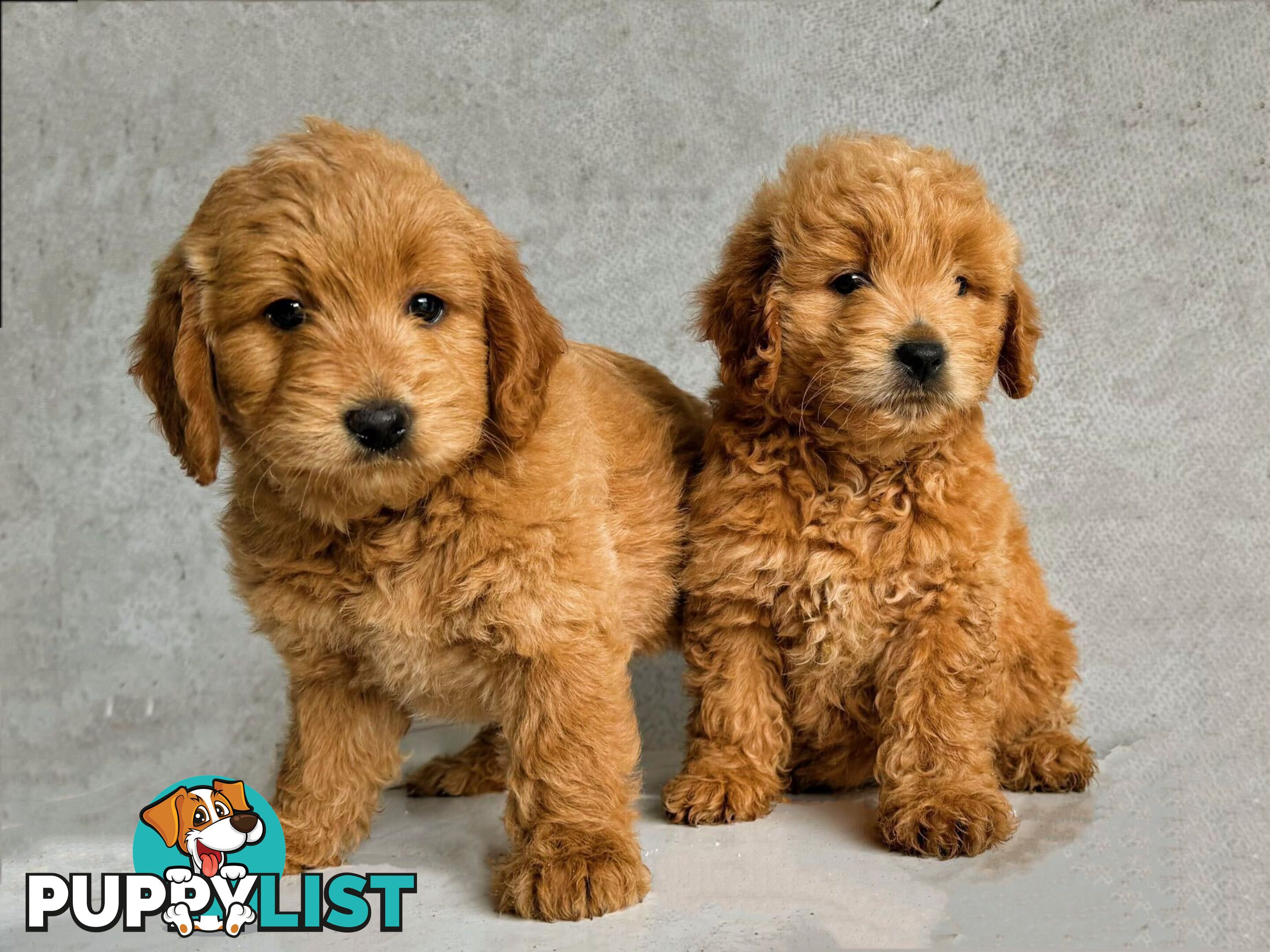 Groodle (Mini size) puppies