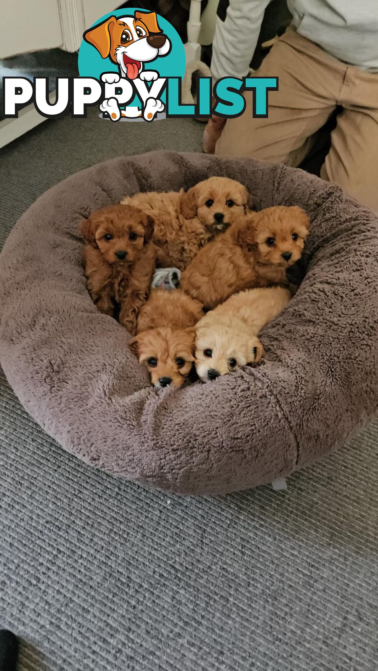 Beautiful Cavoodle Puppies for Sale