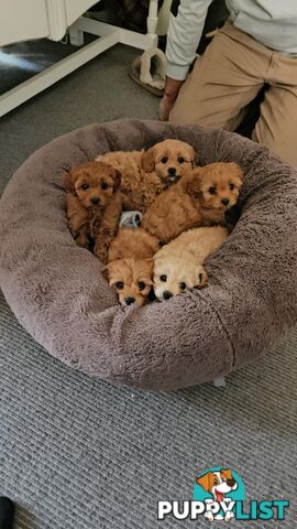 Beautiful Cavoodle Puppies for Sale