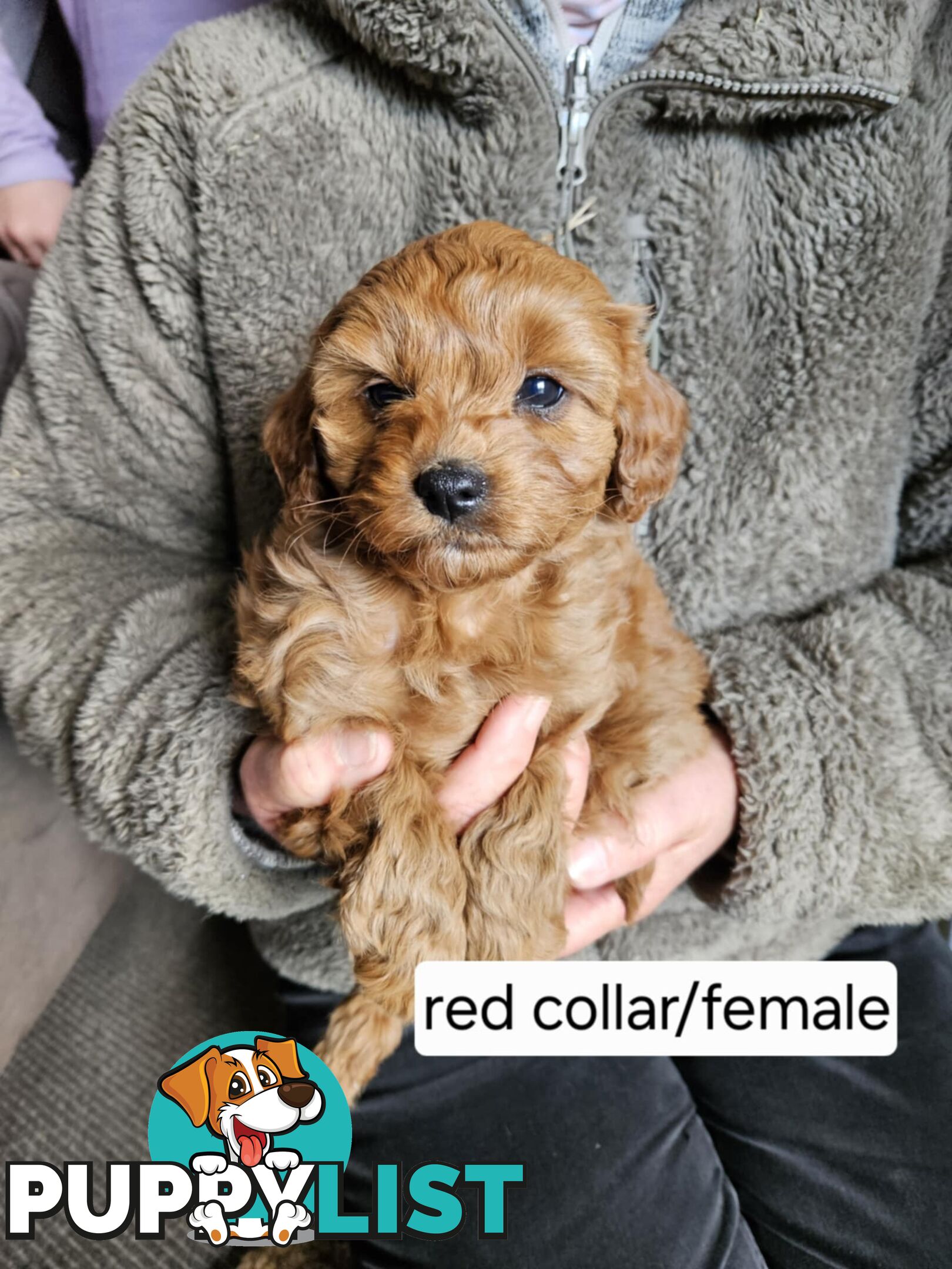 Beautiful Cavoodle Puppies for Sale