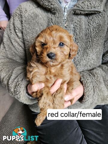 Beautiful Cavoodle Puppies for Sale