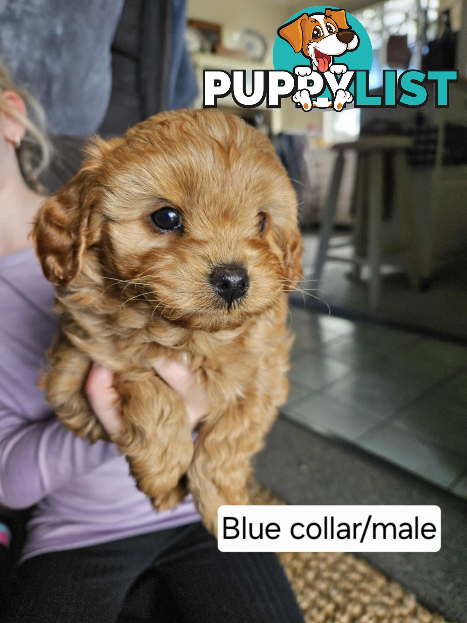 Beautiful Cavoodle Puppies for Sale