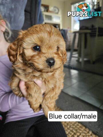 Beautiful Cavoodle Puppies for Sale