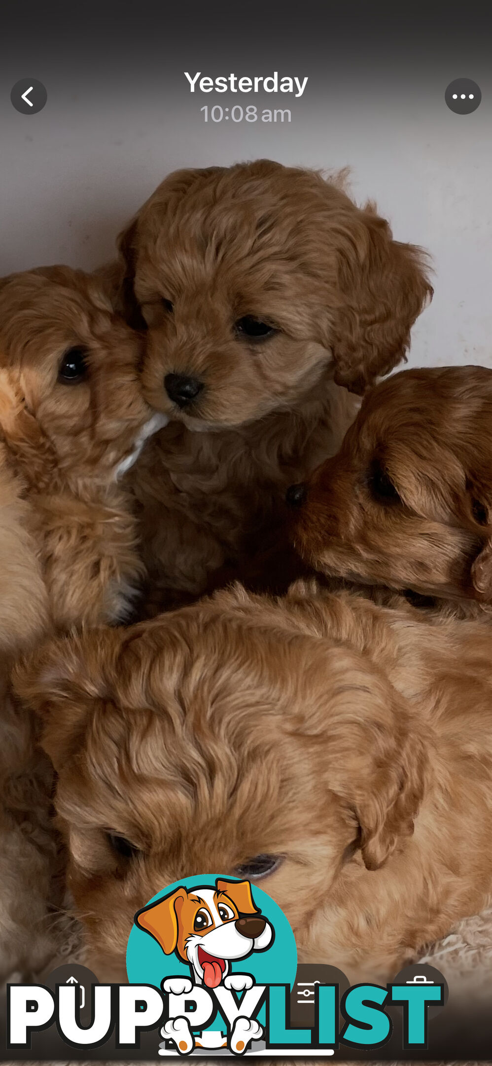 Beautiful Cavoodle Puppies for Sale