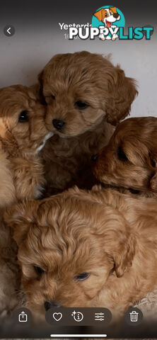 Beautiful Cavoodle Puppies for Sale