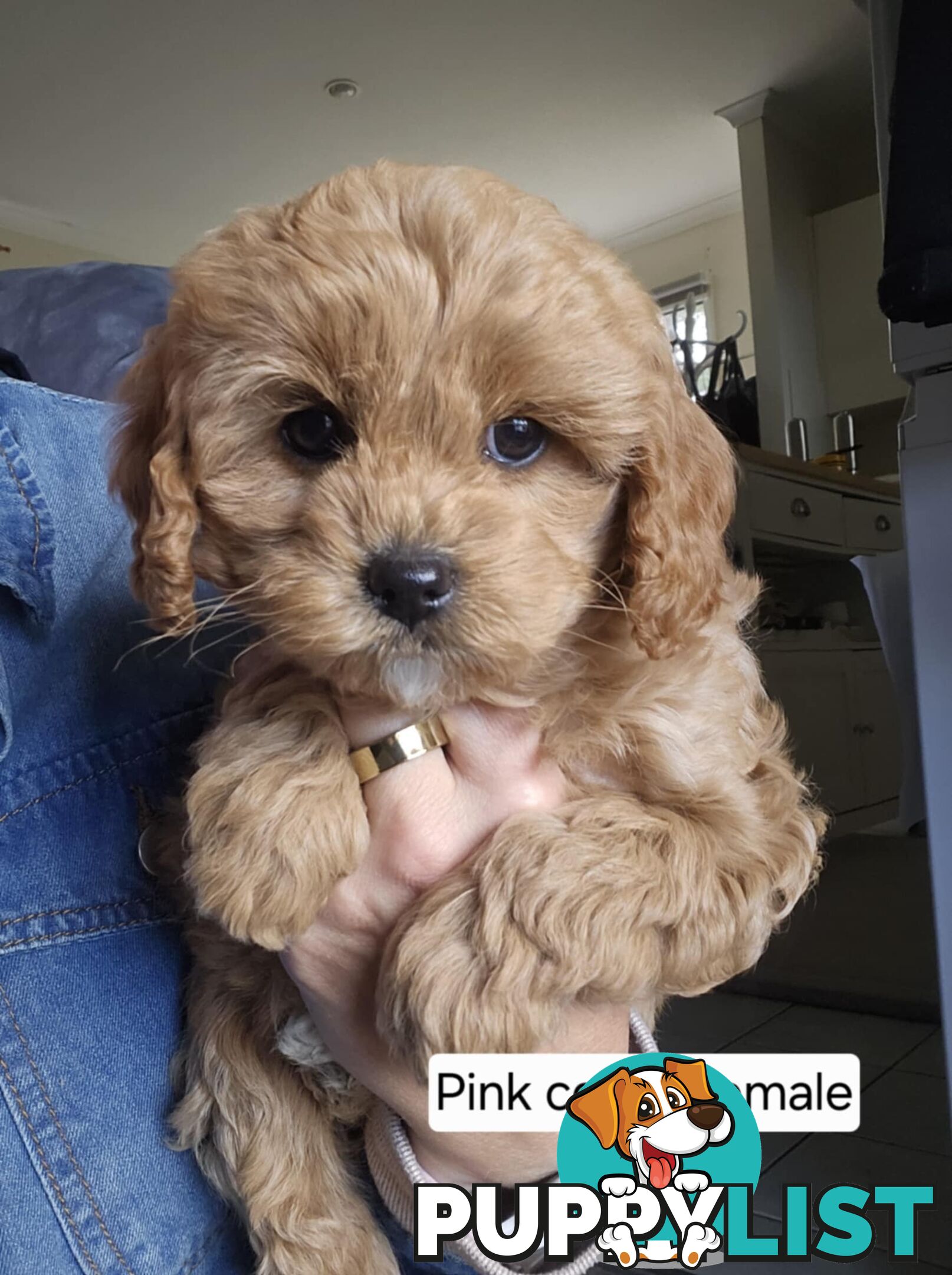 Beautiful Cavoodle Puppies for Sale